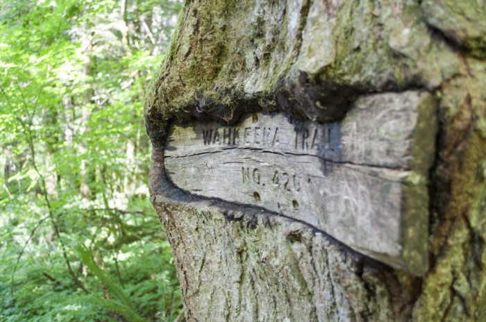 Old trail sign getting eaten by the tree